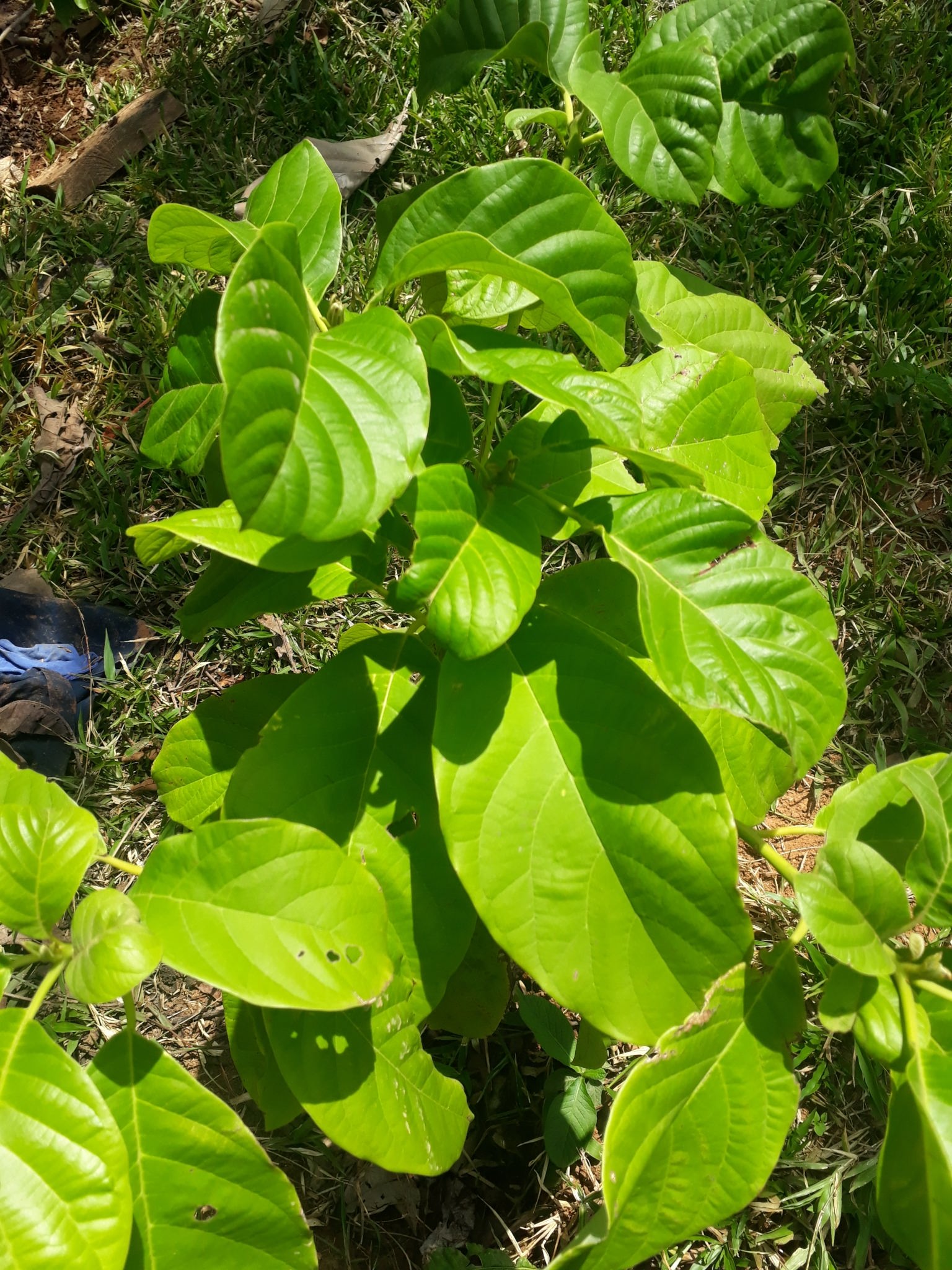 Persea americana